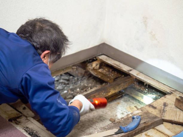 Mold Removal Process in Canterwood, WA