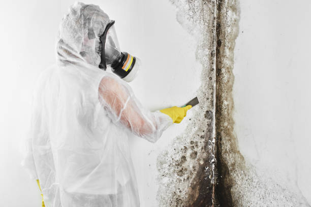 Best Fast Mold Removal  in Canterwood, WA