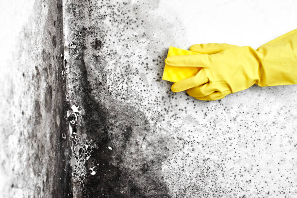 Best Residential Mold Removal  in Canterwood, WA