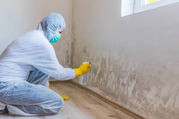 Best Black Mold Removal  in Canterwood, WA