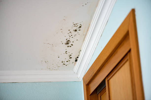 Certified Mold Removal in Canterwood, WA