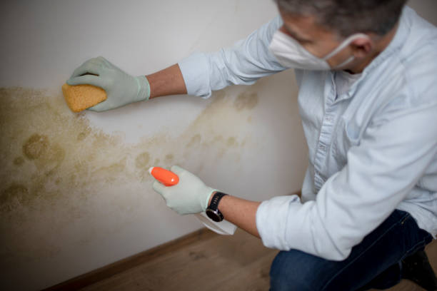 Best Mold Inspection  in Canterwood, WA