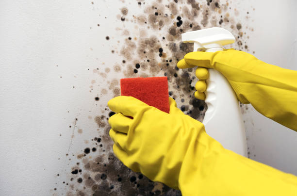 Best Certified Mold Removal  in Canterwood, WA