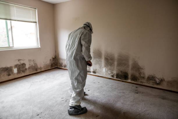 Best Local Mold Removal Service  in Canterwood, WA