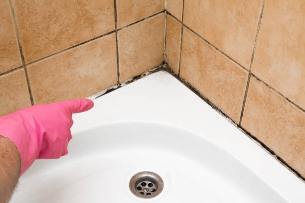 Professional Mold Removal in Canterwood, WA