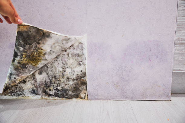  Canterwood, WA Mold Removal Pros